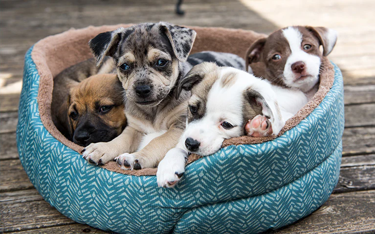 Azaltılmış Alerjiler